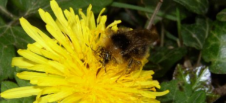 Bumblebee on dandelion